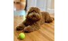Gallery Image 21