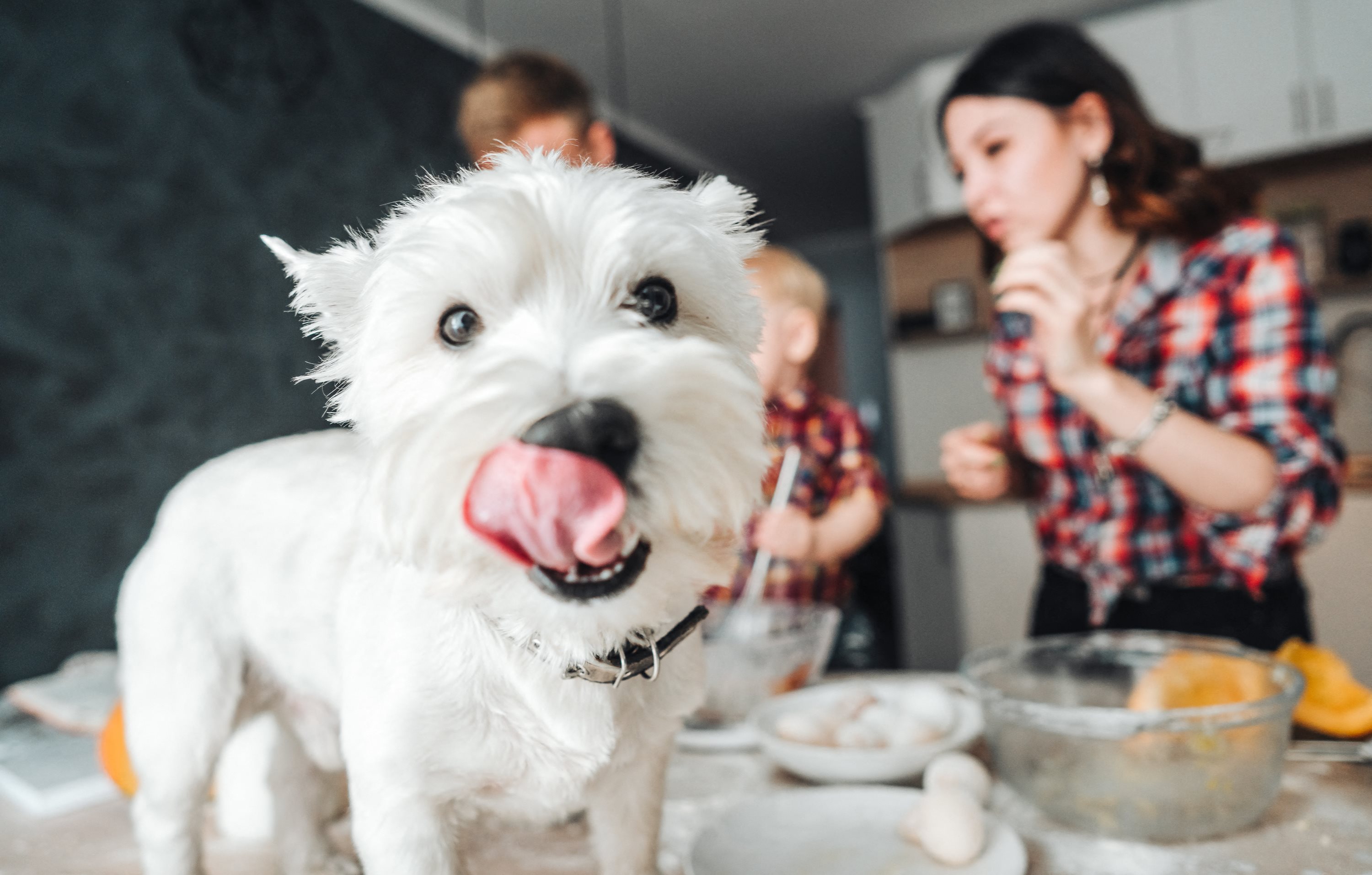 Couple cooking in kitchen with dog
