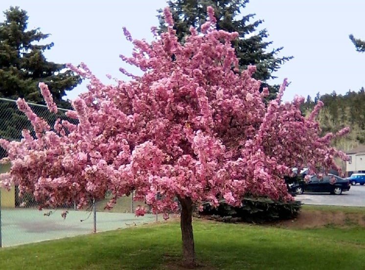 Candlewood Apartments - Cherry Blossom Tree