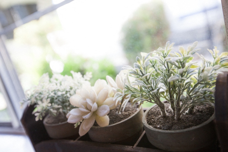 Image of succulents on a window sill