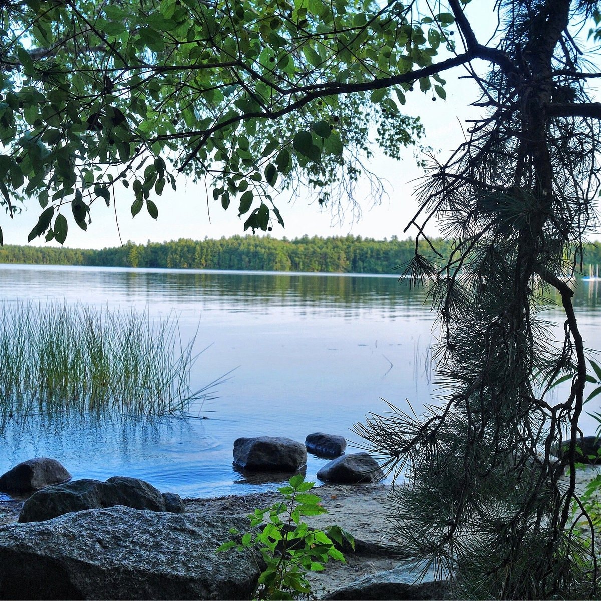 a view of a lake through a tree and rocks