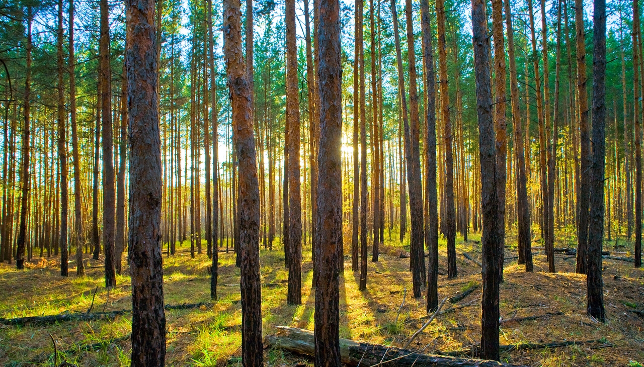 Login to Pinewood Village Condominiums to track your account Pinewood