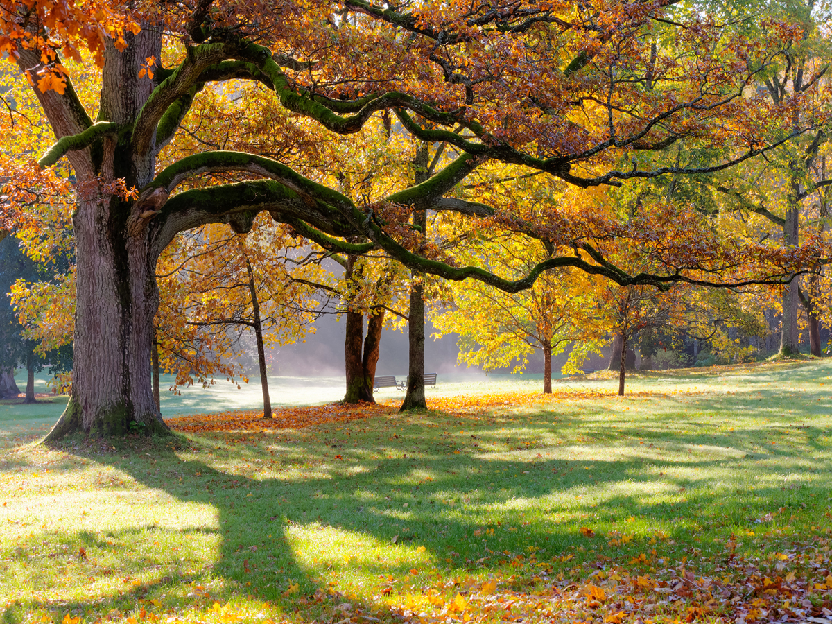 Login to THE OAKS AT HACKBERRY to track your account THE OAKS AT