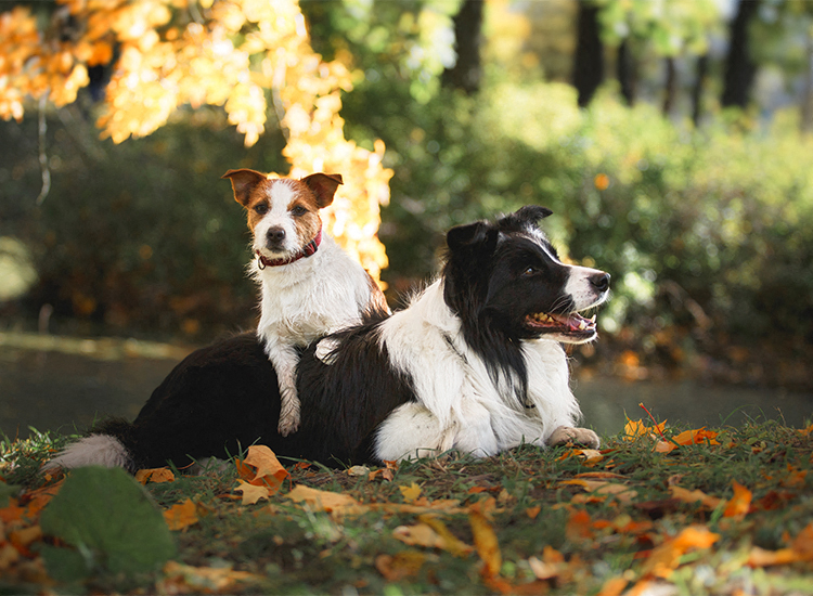 Deerpath On The Lake Apartments in Tampa