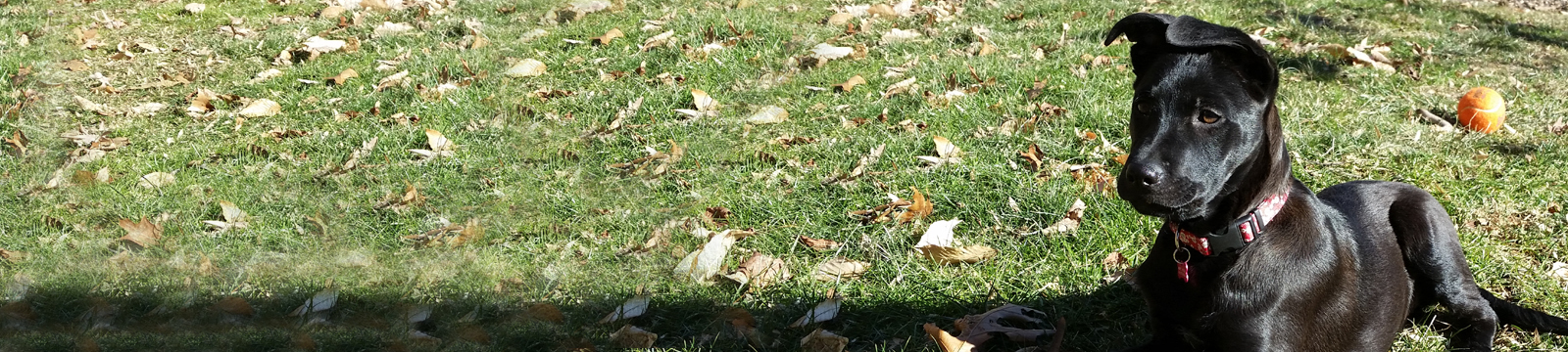 Belmont Gardens