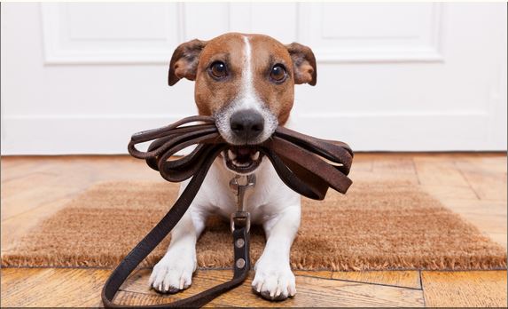 DOGS ARE BETTTER THAN CATS