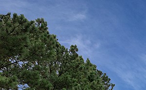 Photos and Video of The Belmont in Durham, NC