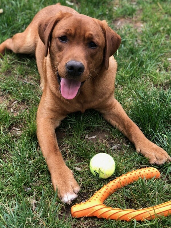 Dog at Queen Anne Belvedere, Baltimore, Maryland