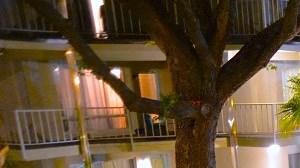 5400 Live Oak Le Parc Courtyard Evening View