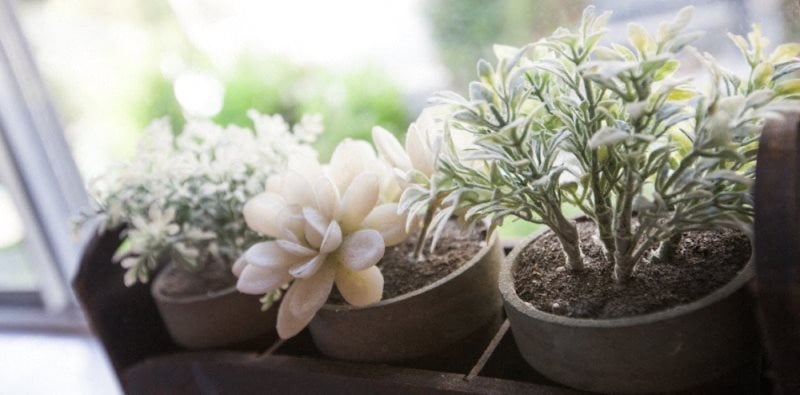Image of succulents on a window sill