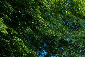 A garden with a path and a sign.