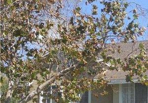 57 Greenfield