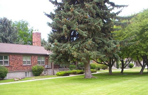 College Park Lawn and Mature Trees