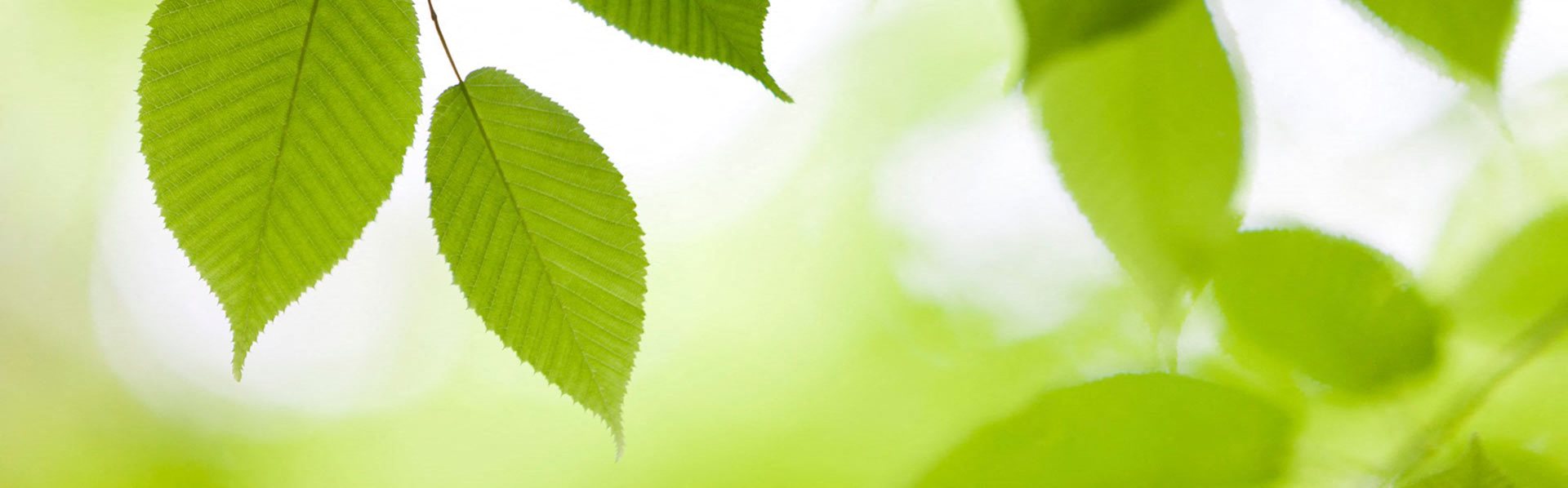 Banner_Leaves2