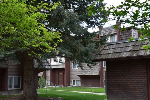 Mature trees on lawn near apartments