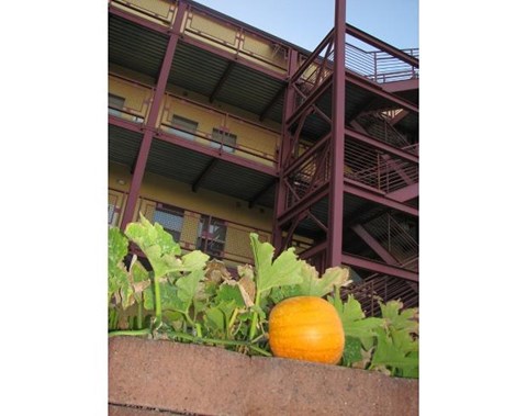Pumpkin plant