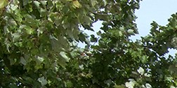 Springfield Apt The Greens at Springfield I | Apartments in Springfield, MO