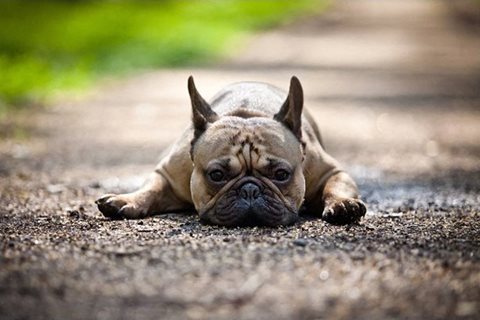 Pet Friendly l dog l Davinci Apartments