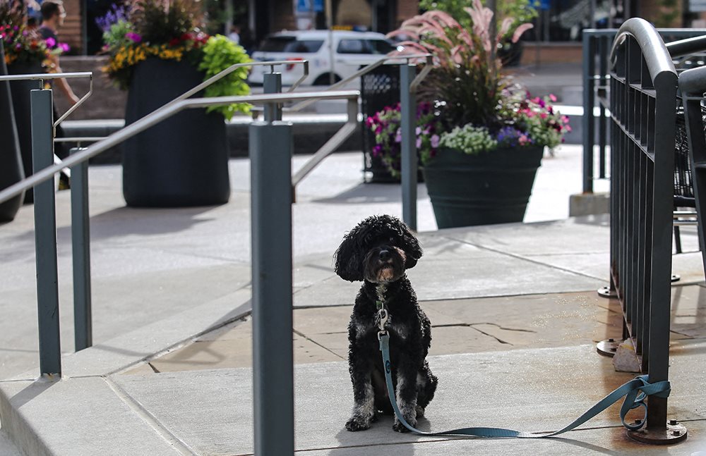 Enjoy pet-friendly living with walkable, dog-friendly streets