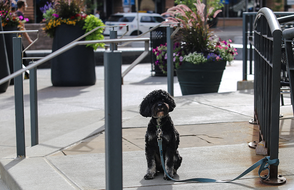 Paws welcome. From patios to parks, our pet-friendly properties and walkable neighborhoods make it easy to keep tails wagging