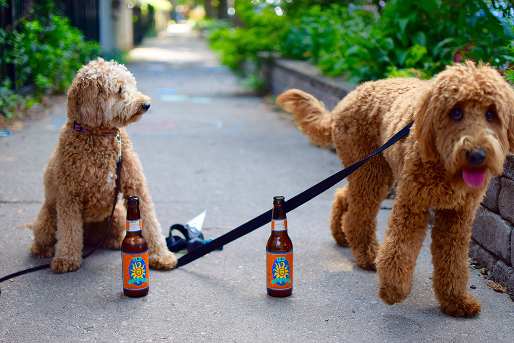 Pet-friendly perks—cheers to walks, wagging tails, and local brews at 1190 S Bellaire St in Denver, CO