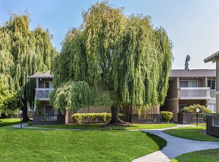Very large willow tree, lush grass and sidewalks in front of apartment exterior