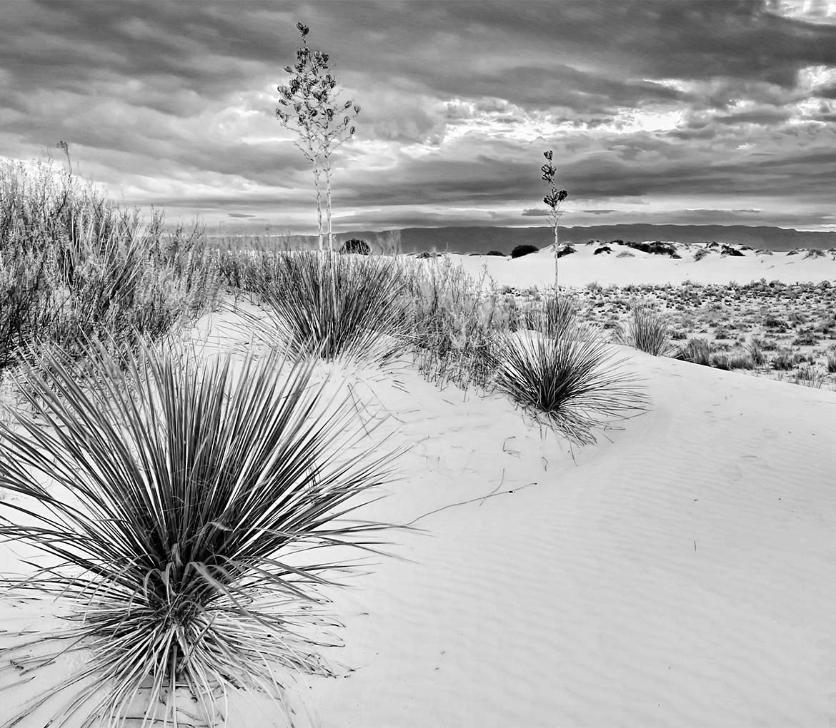 are dogs allowed at white sands