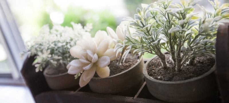 Image of succulents on a window sill