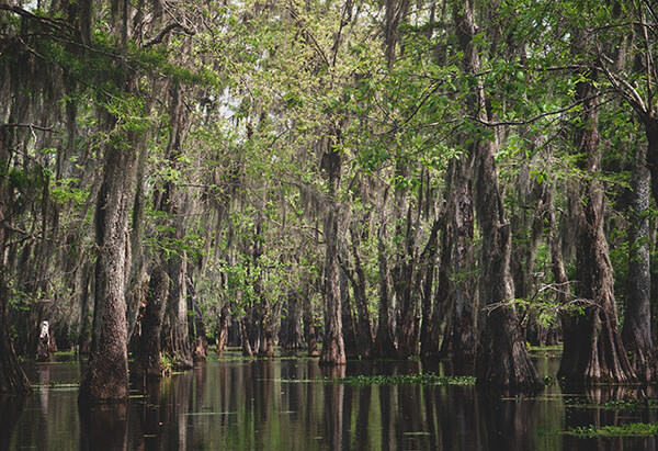 10-things-to-do-in-lafayette-la-this-weekend